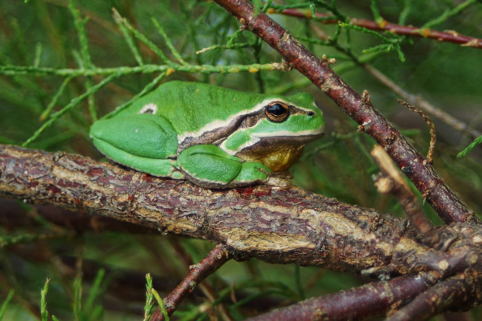 grenouille