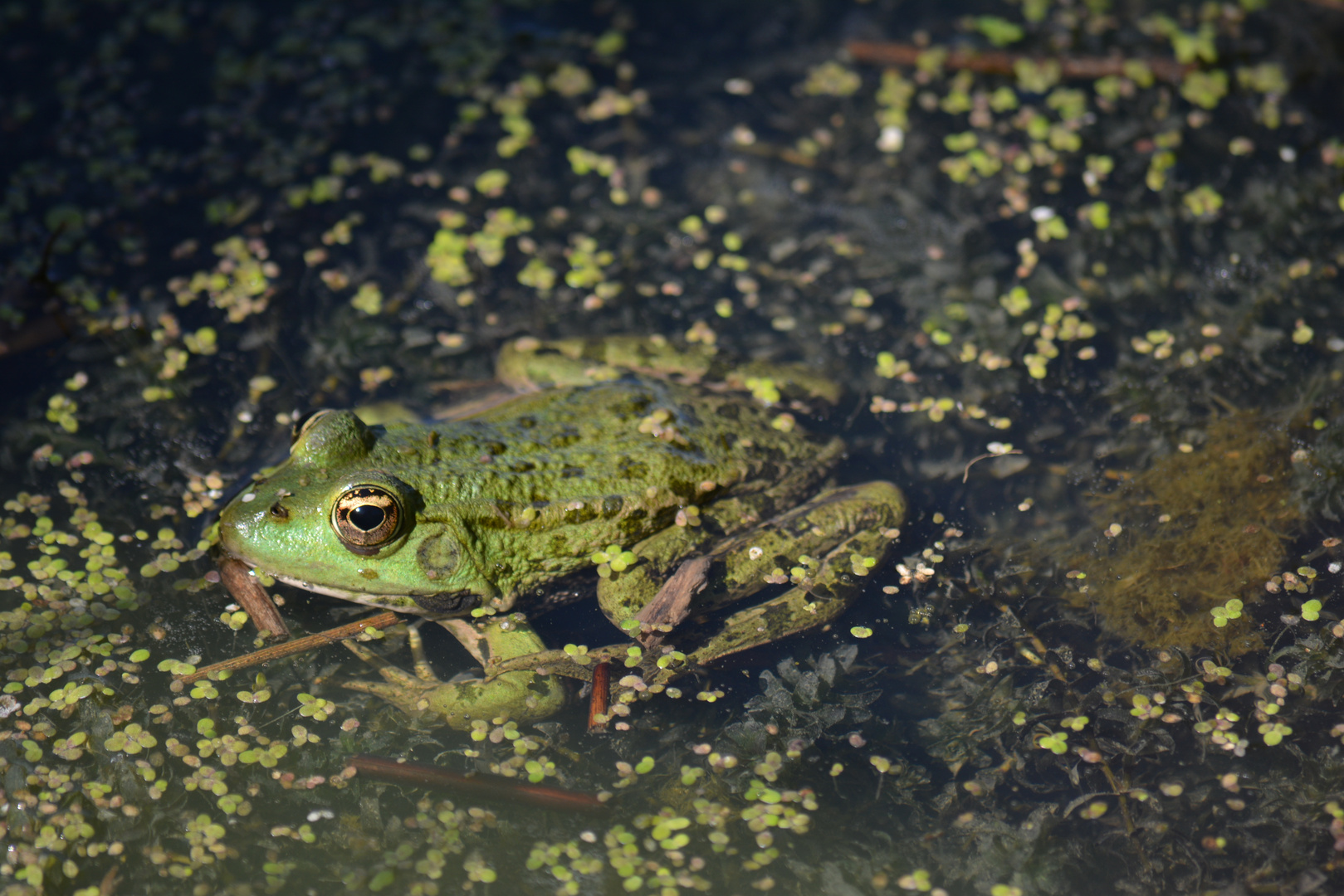 Grenouille