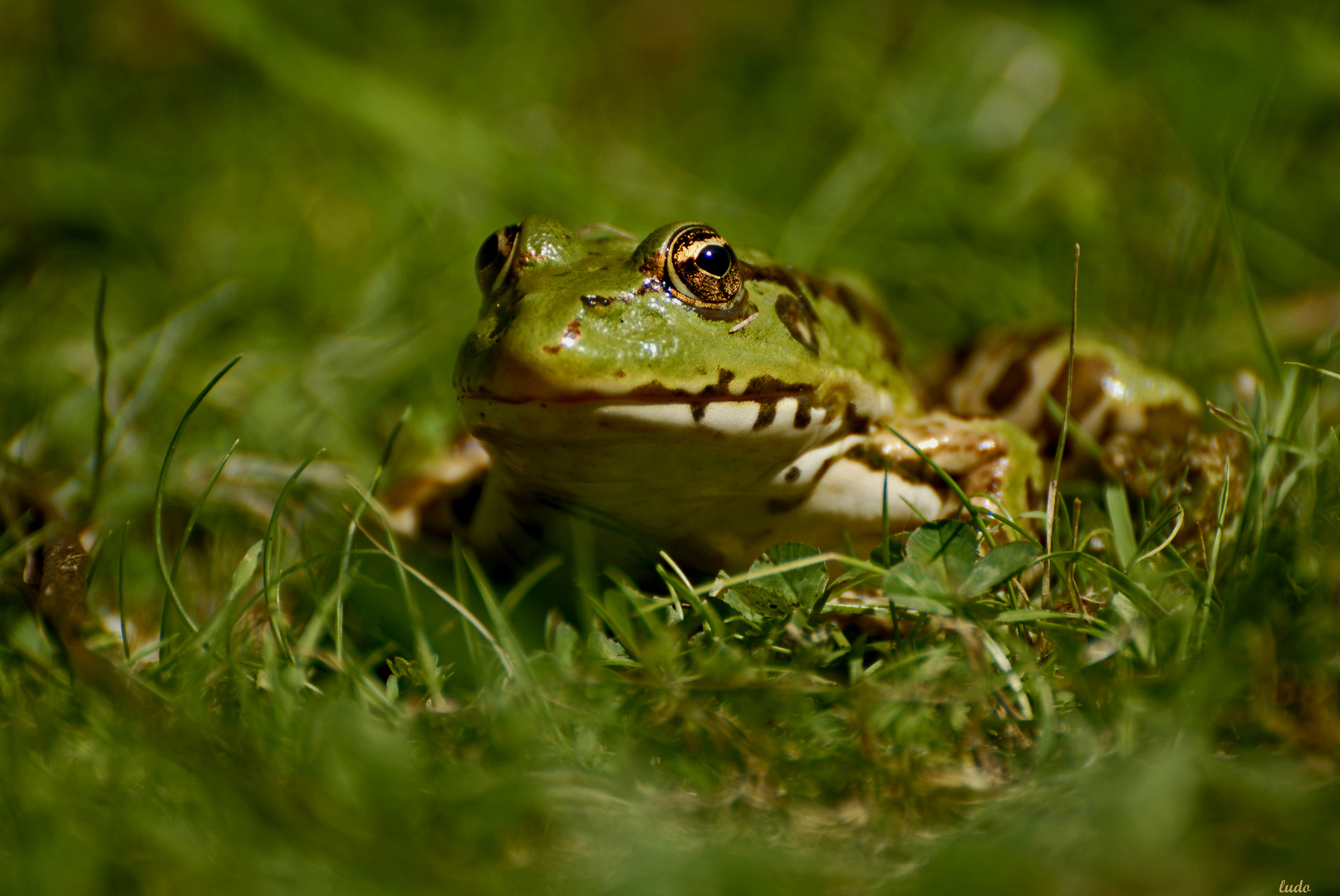 grenouille