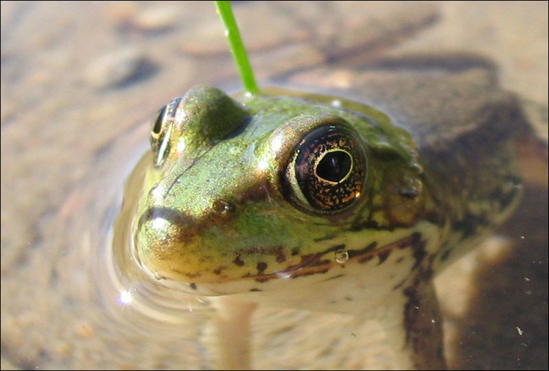 Grenouille