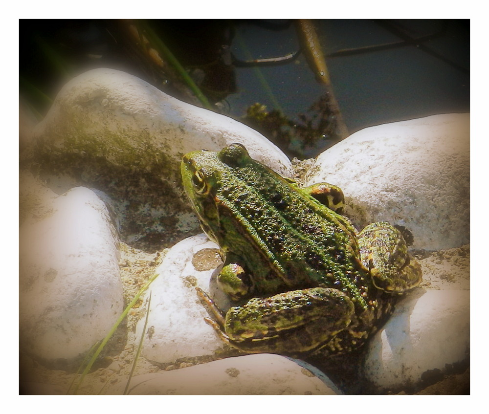 grenouille