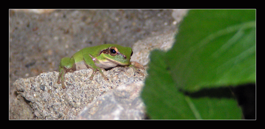 grenouille