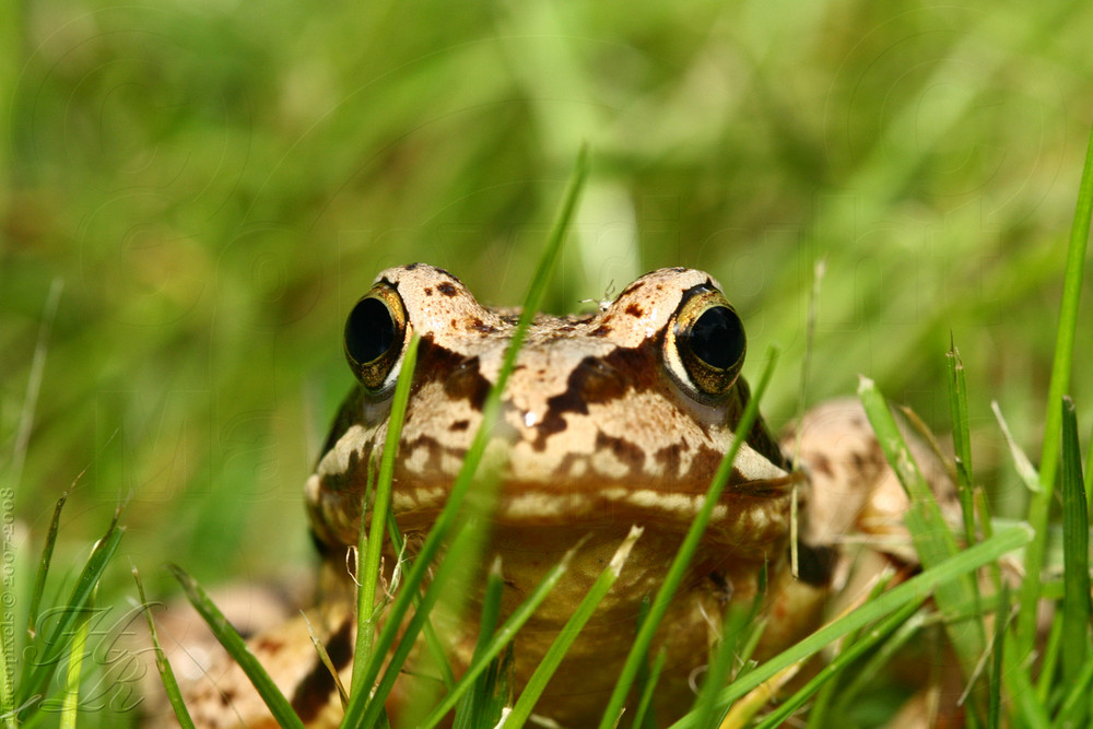 Grenouille