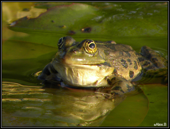 Grenouille