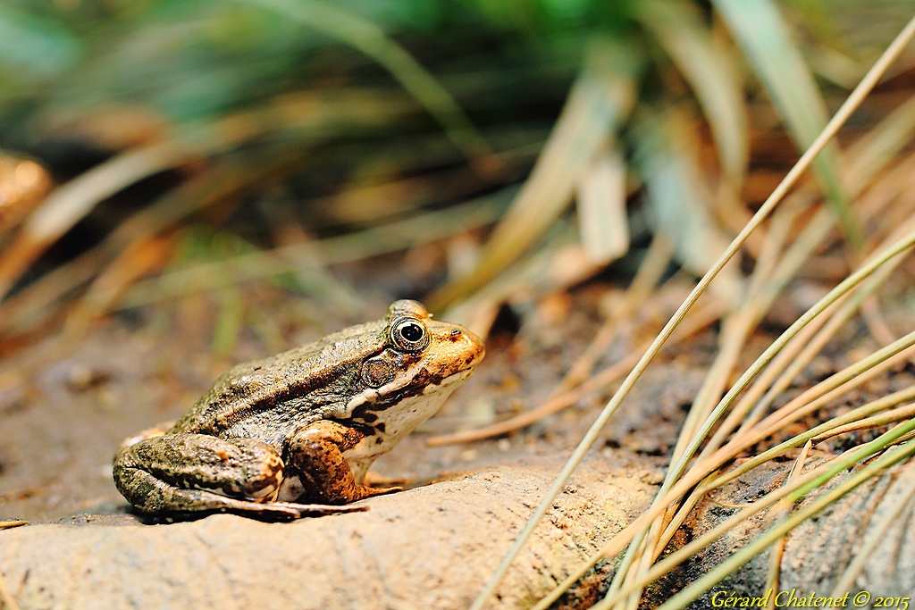 Grenouille