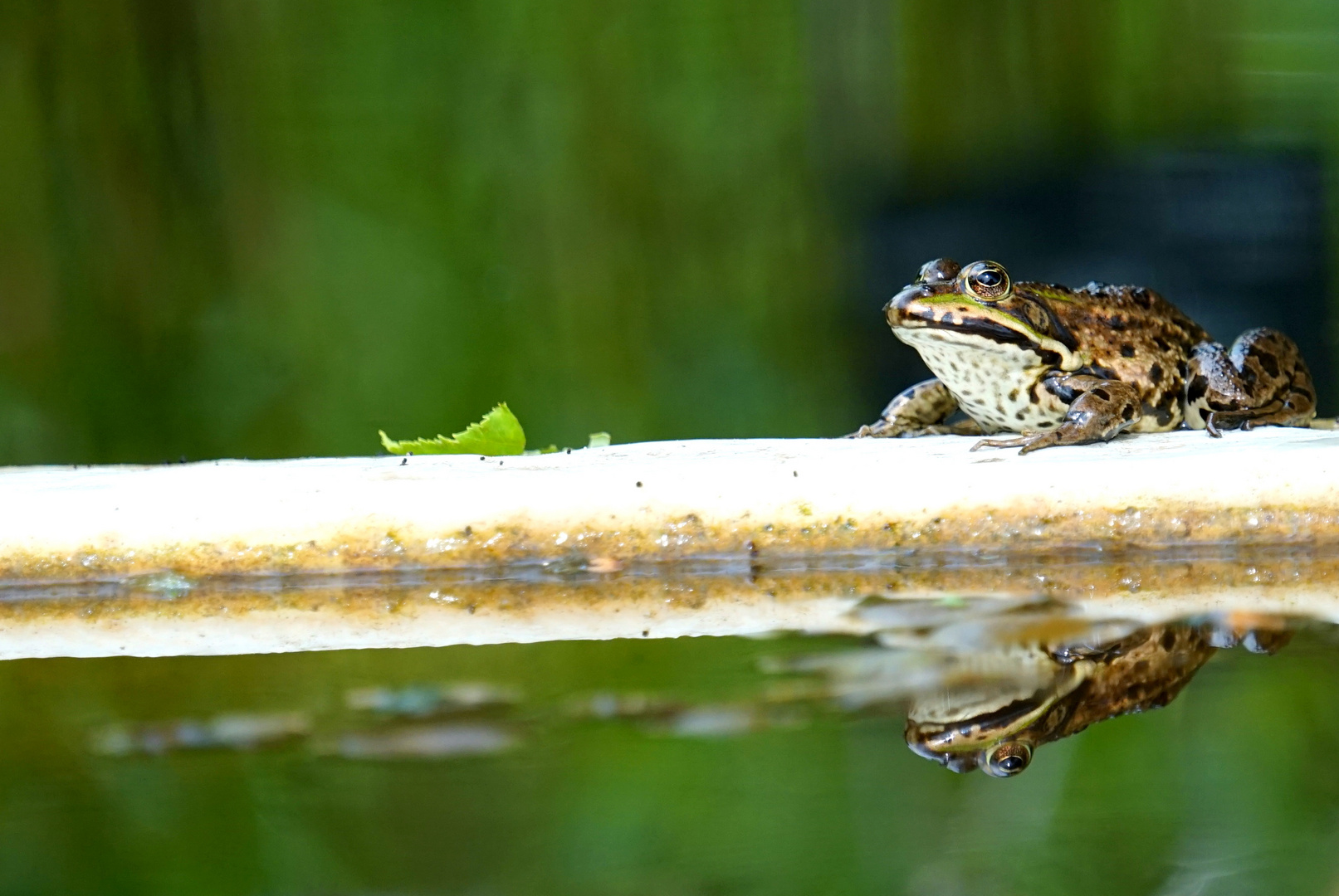 Grenouille