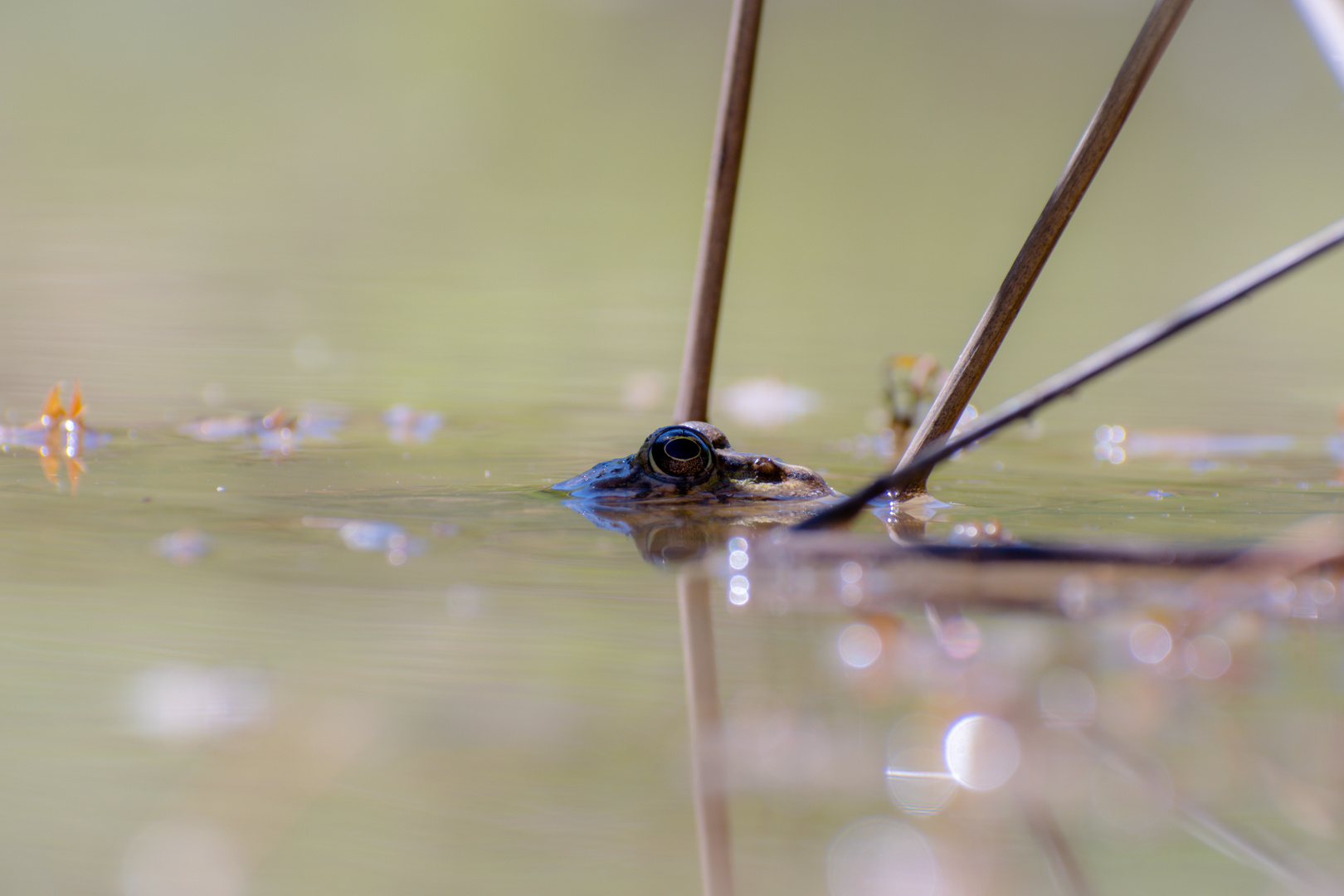 Grenouille à l'affût