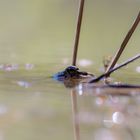 Grenouille à l'affût