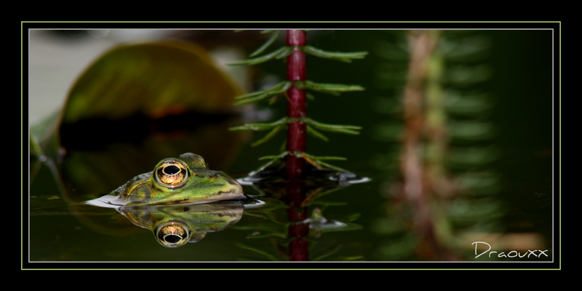 Grenouille à miroir