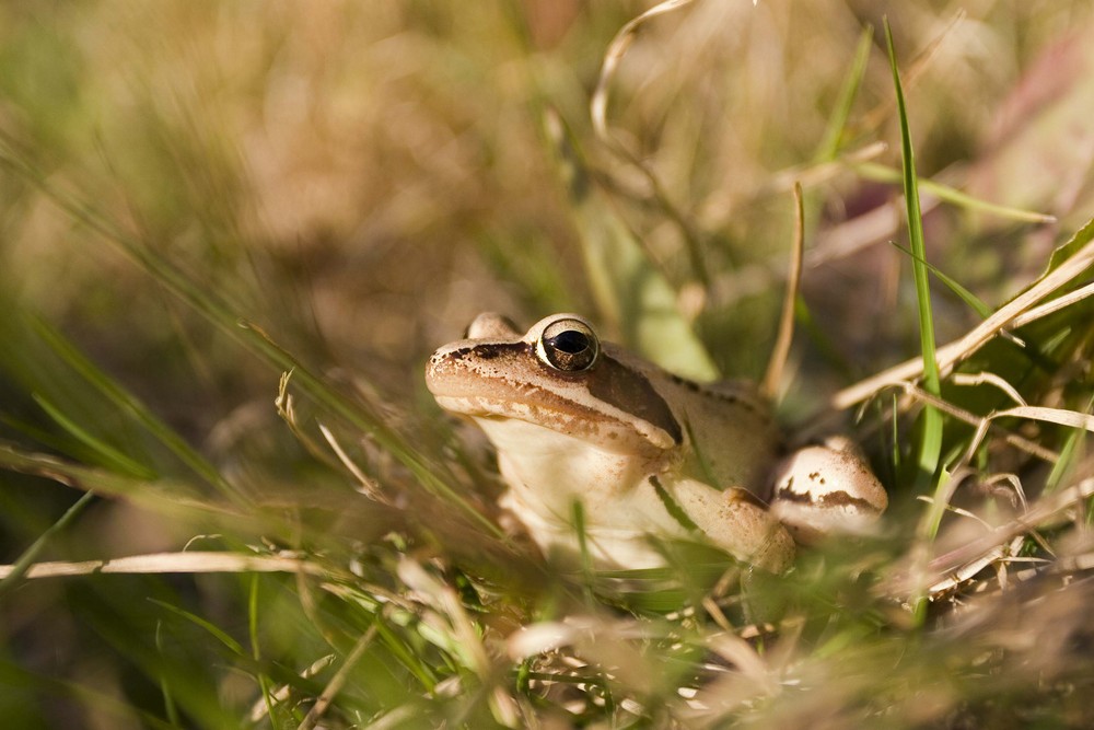 Grenouille Agile