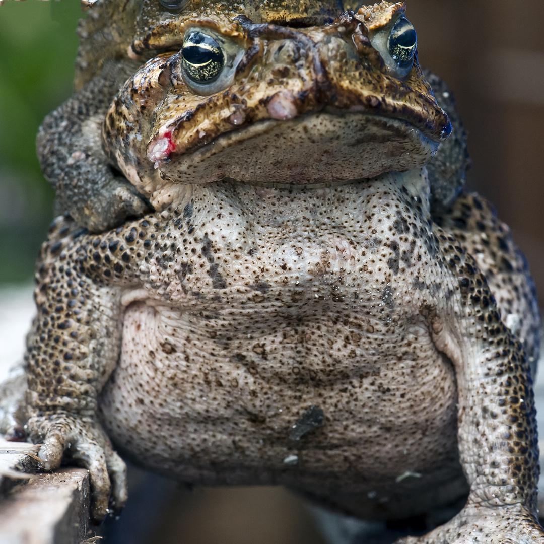 Grenouille américaine