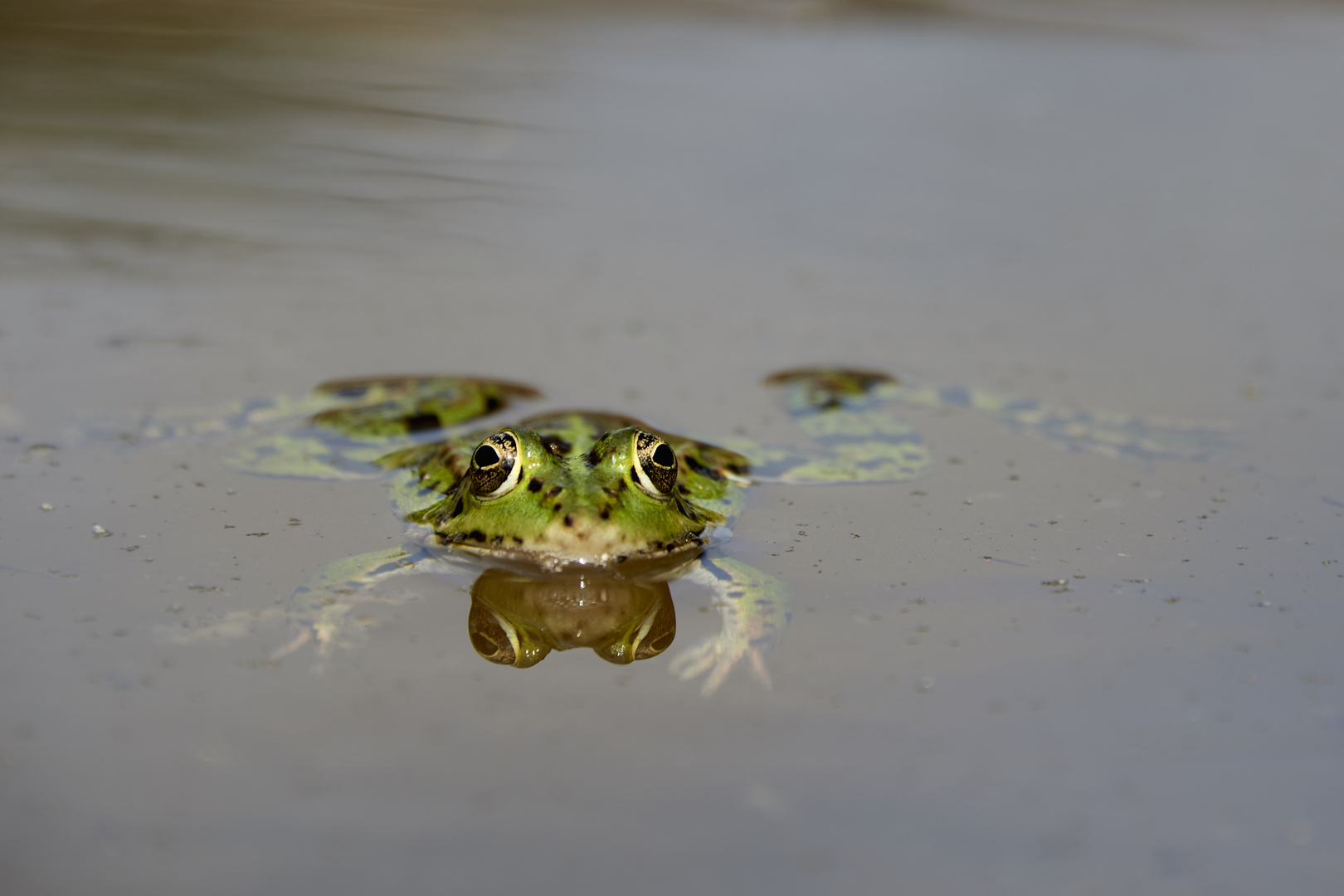 Grenouille amie ?