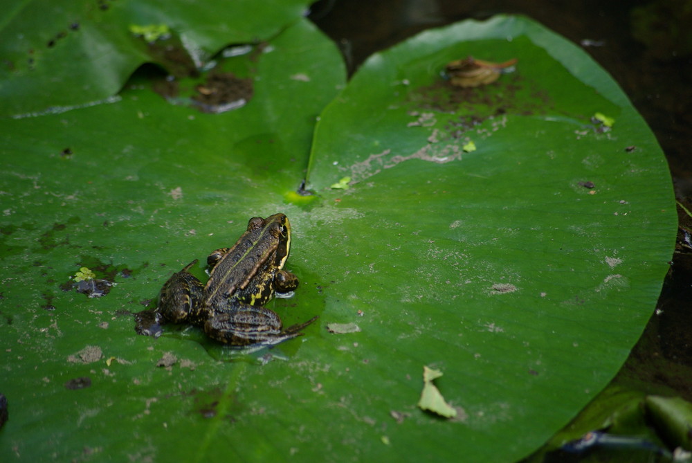 grenouille attendant son repas