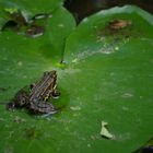 grenouille attendant son repas