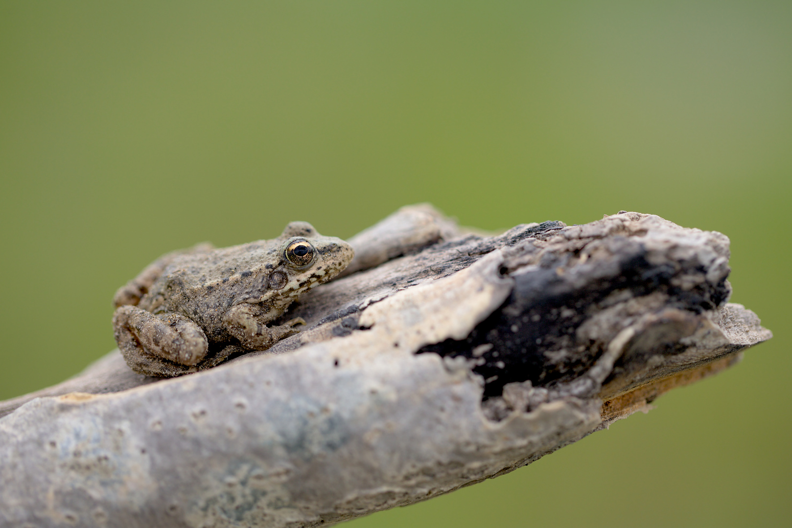 Grenouille