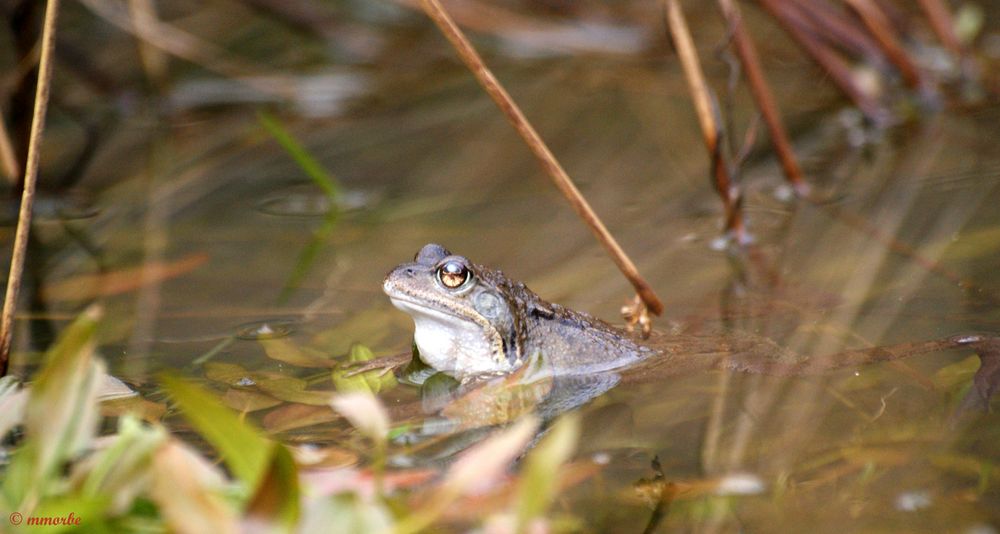 Grenouille