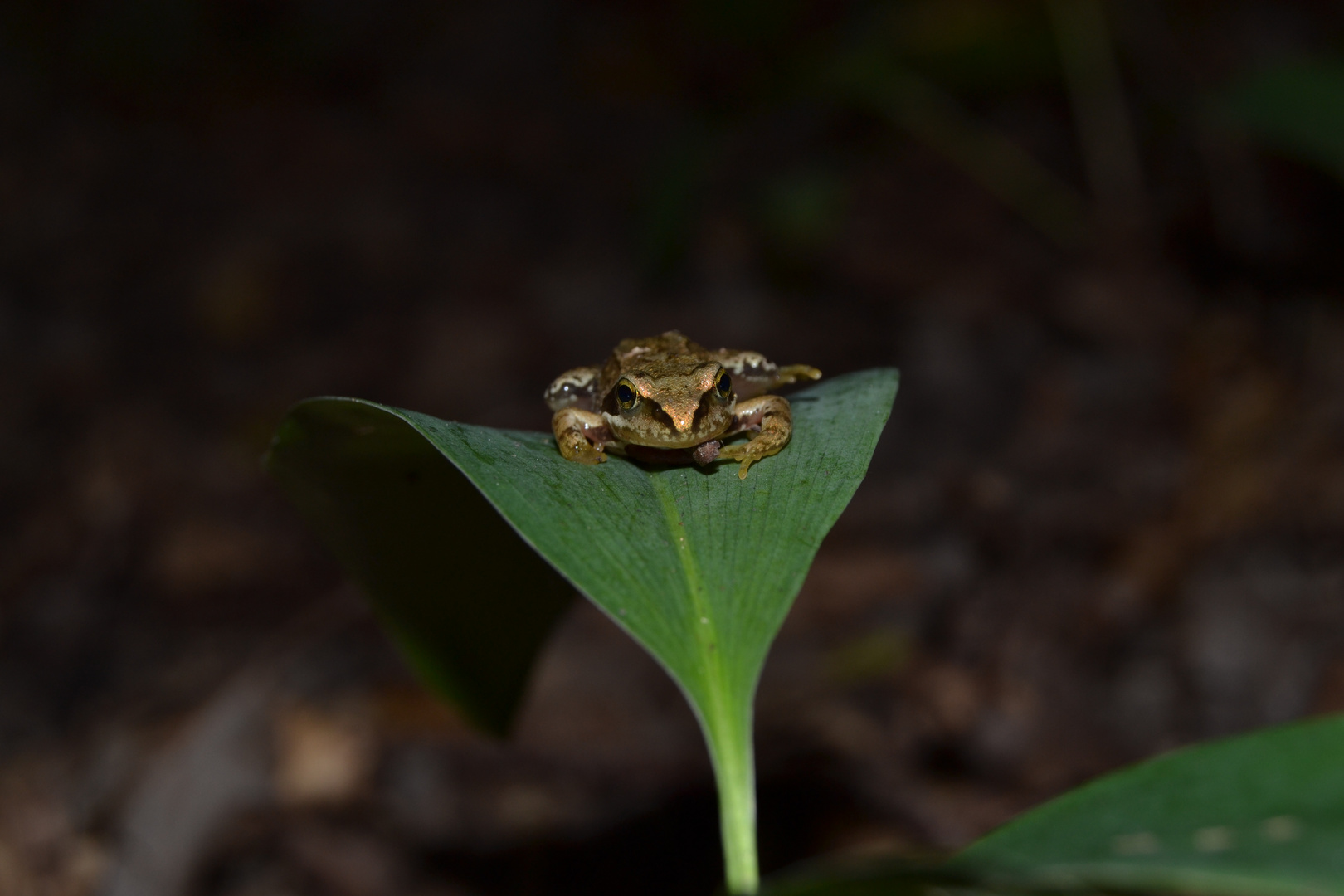 grenouille