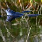 grenouille bleue