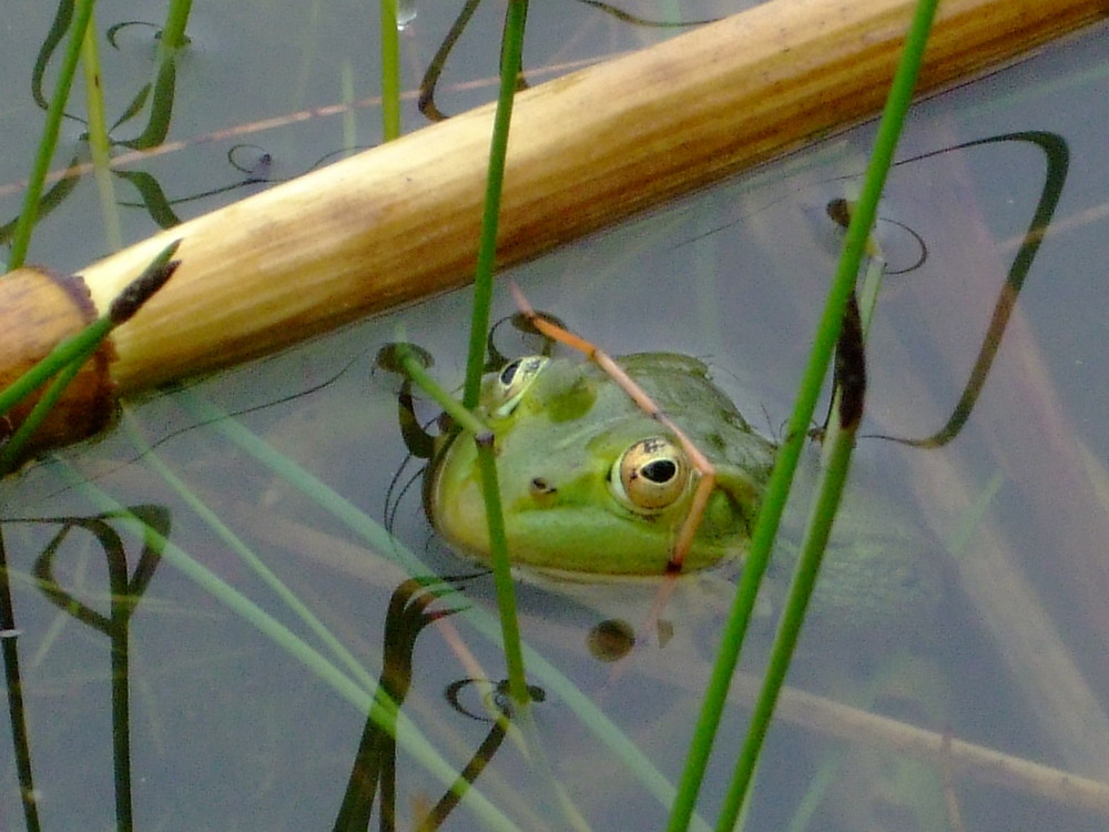 grenouille