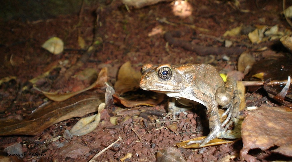 grenouille curieuse