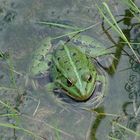 Grenouille de la Brenne