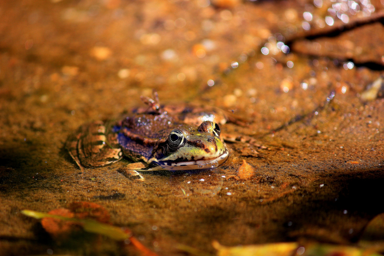 Grenouille de la Cèze (30)