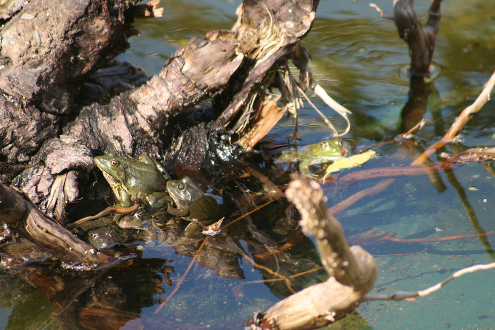 Grenouille de la Maourine