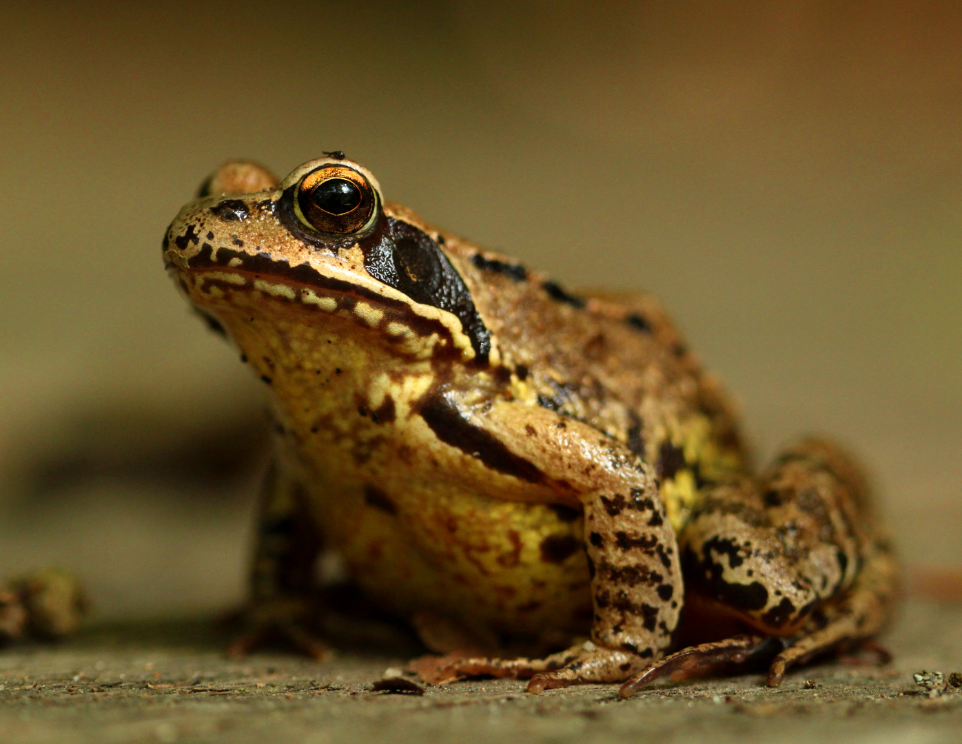 Grenouille des champs