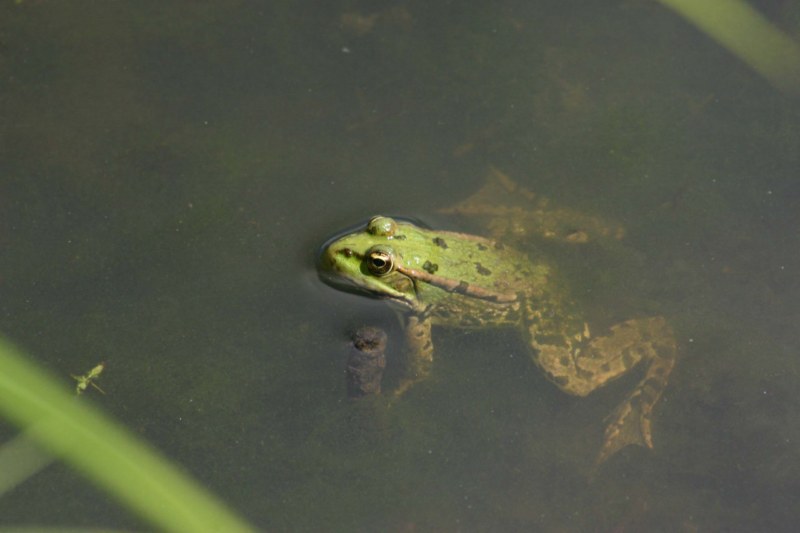 Grenouille des marais en Loire Atlantique