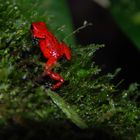 Grenouille du Costa rica