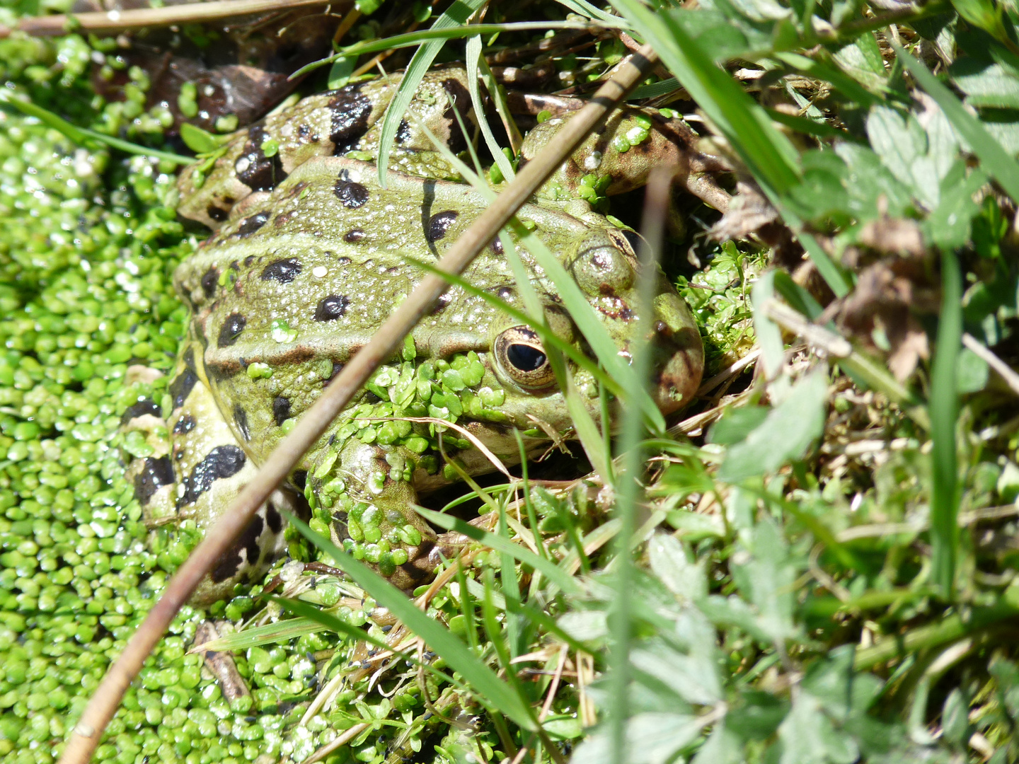 Grenouille du Morvan