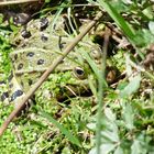 Grenouille du Morvan