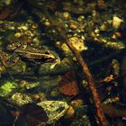 Grenouille en rivière d'Ardèche