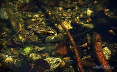 Grenouille en rivière d'Ardèche