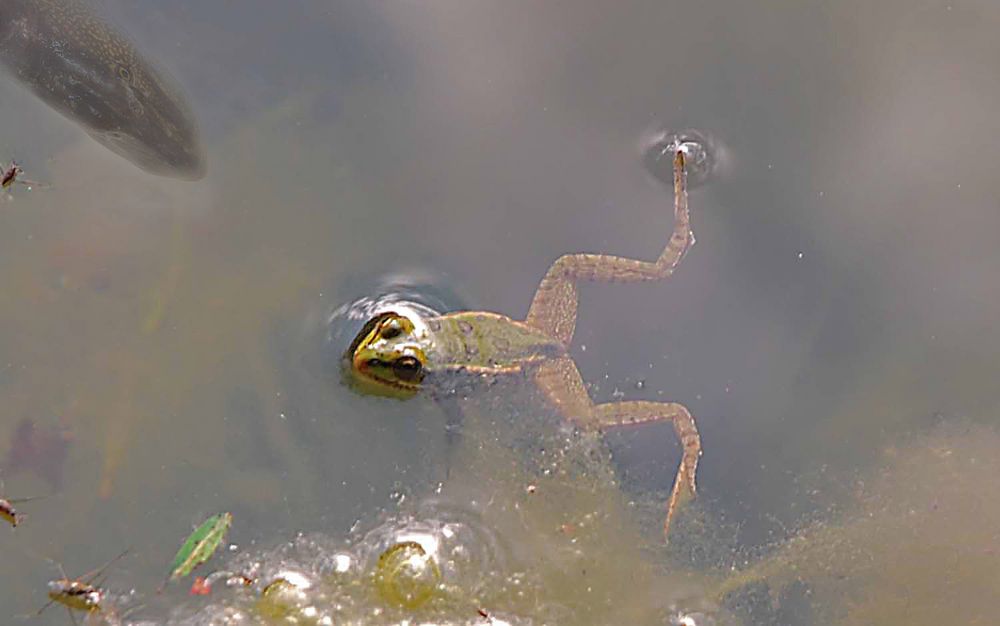 Grenouille et brochet