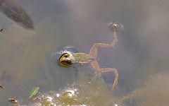 Grenouille et brochet