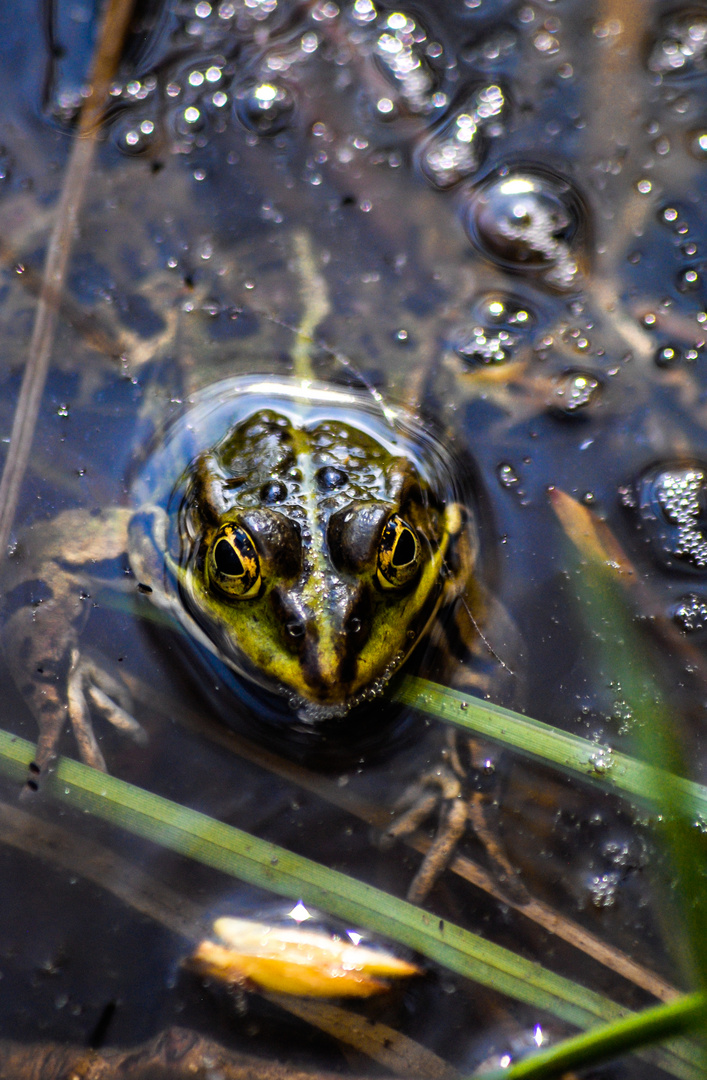 grenouille