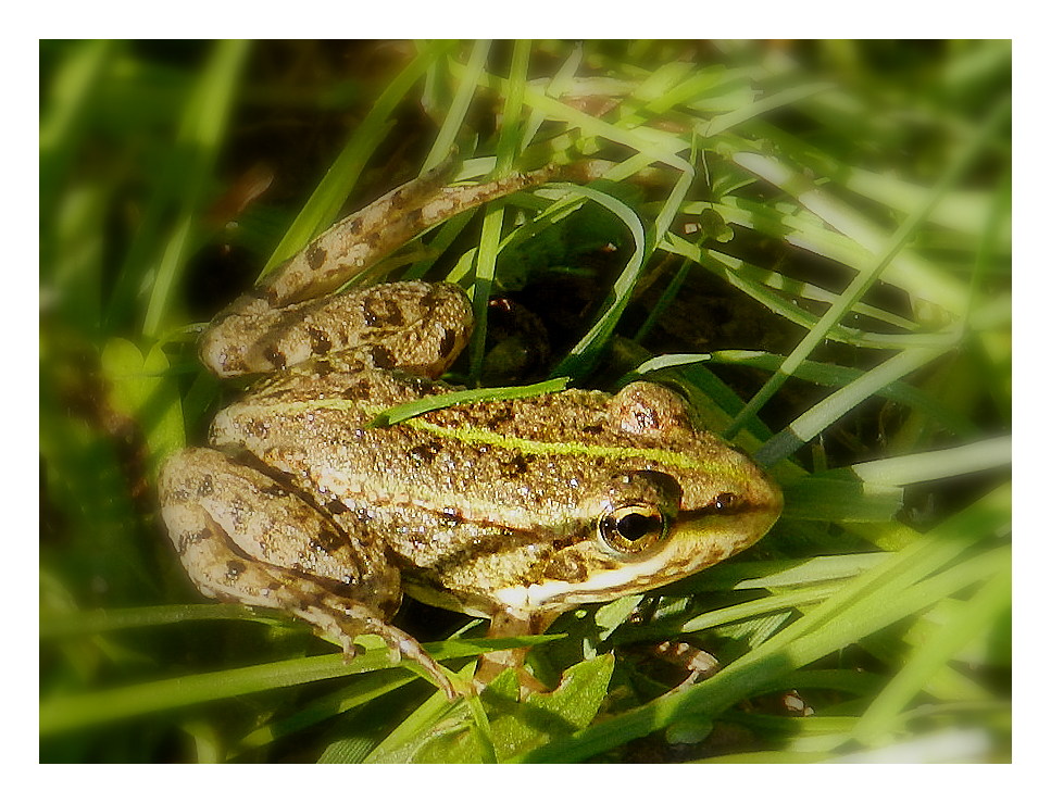 grenouille