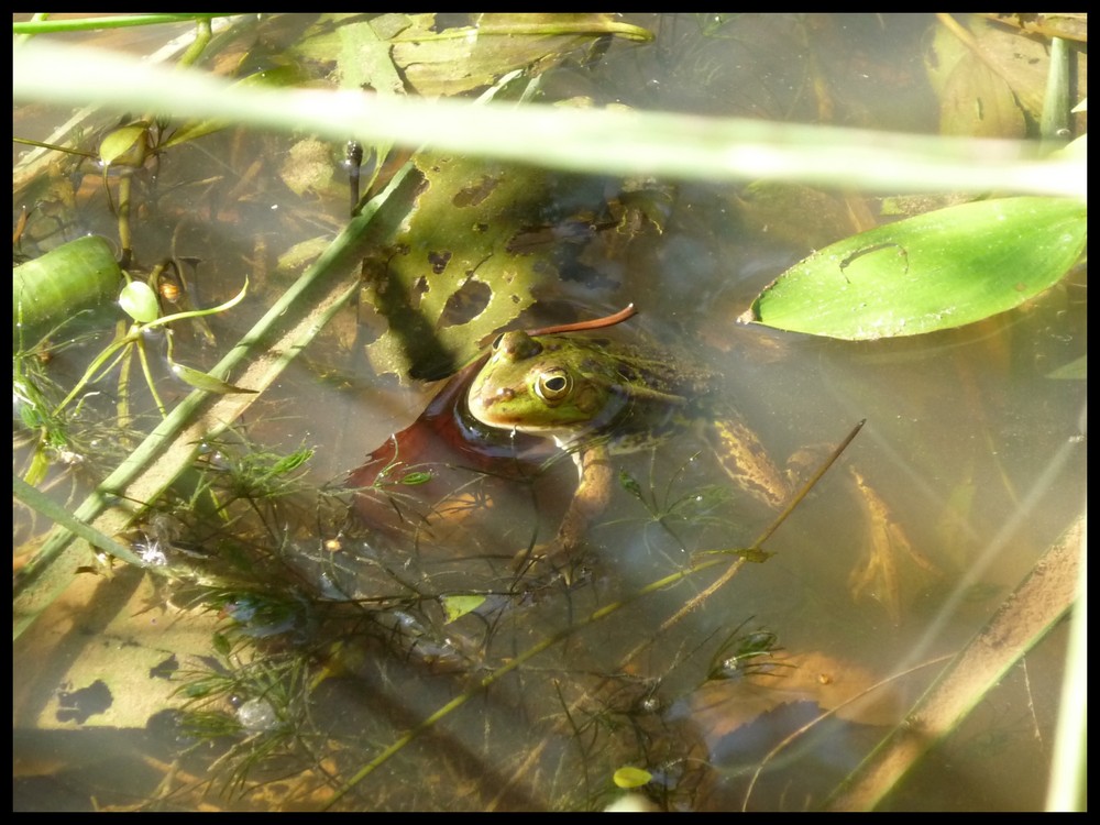 Grenouille ou Crapaud ?