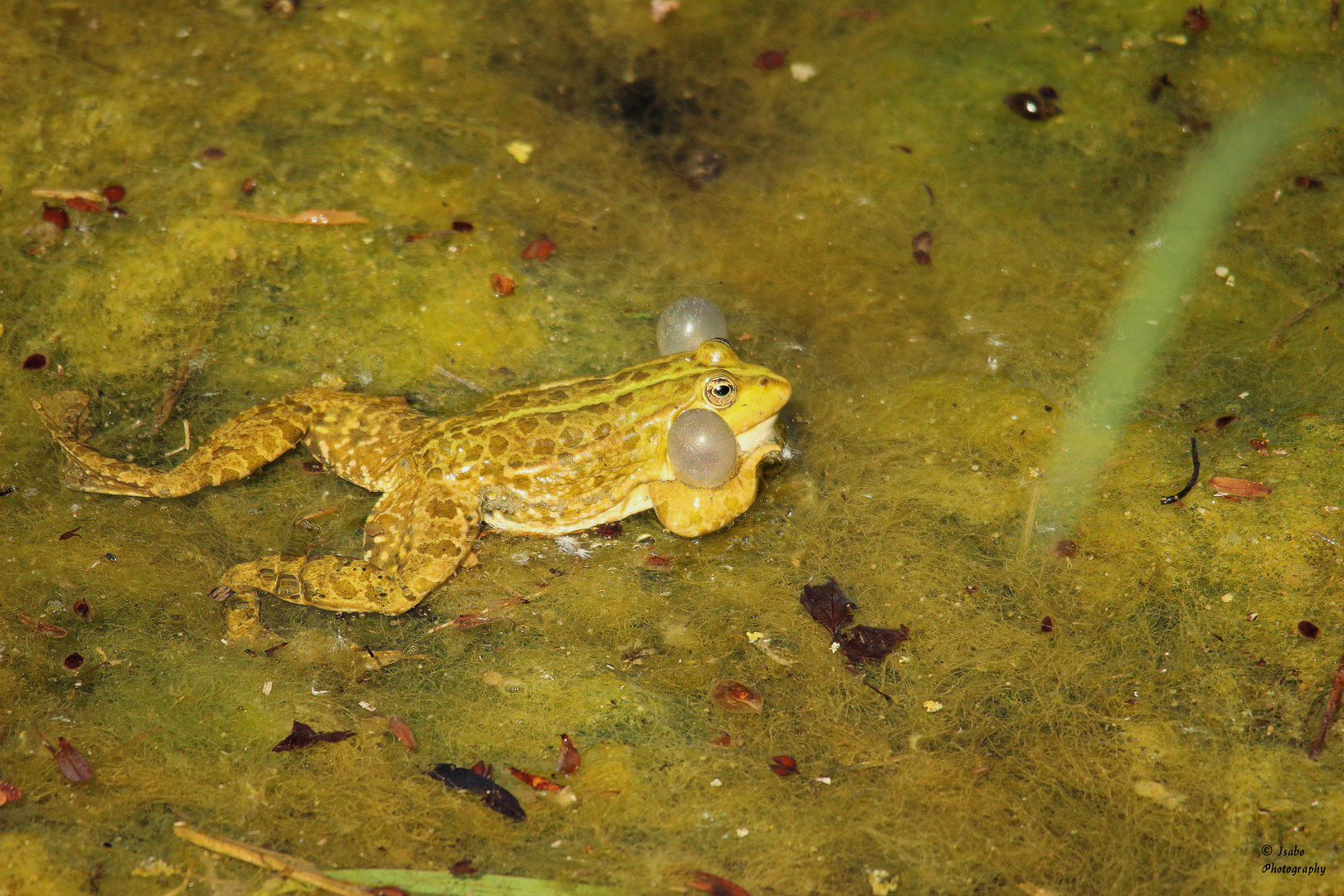 grenouille ou crapeau ?