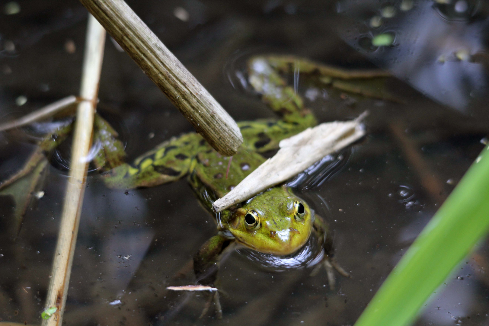 grenouille qui attend un partenaire (période de reproduction)