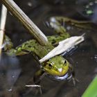 grenouille qui attend un partenaire (période de reproduction)