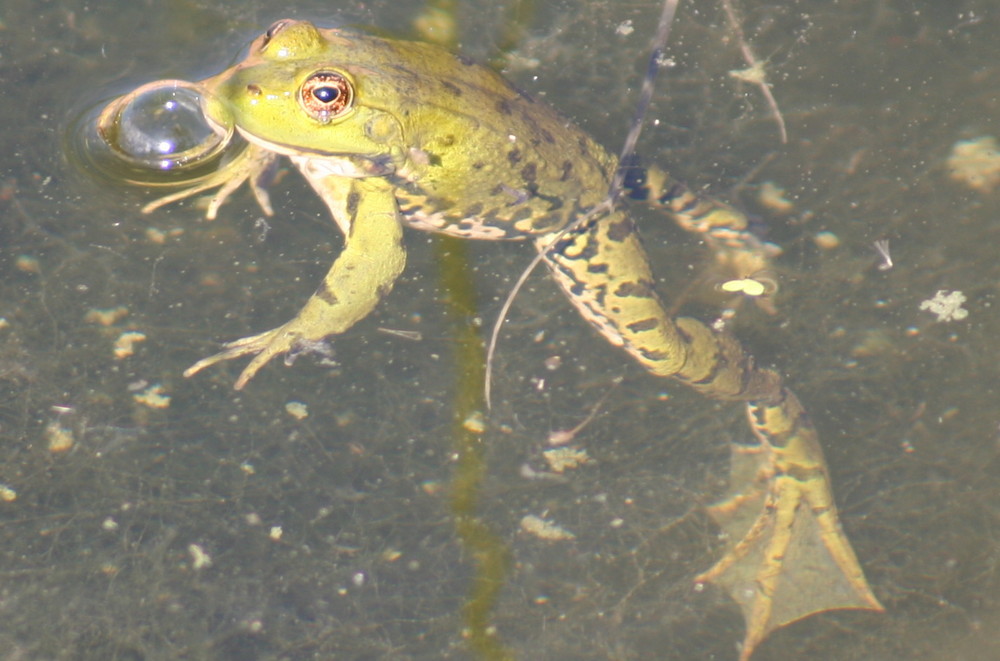 Grenouille qui fait des bulles