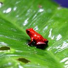 Grenouille rouge.