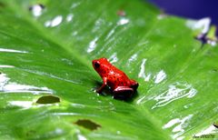 Grenouille rouge.