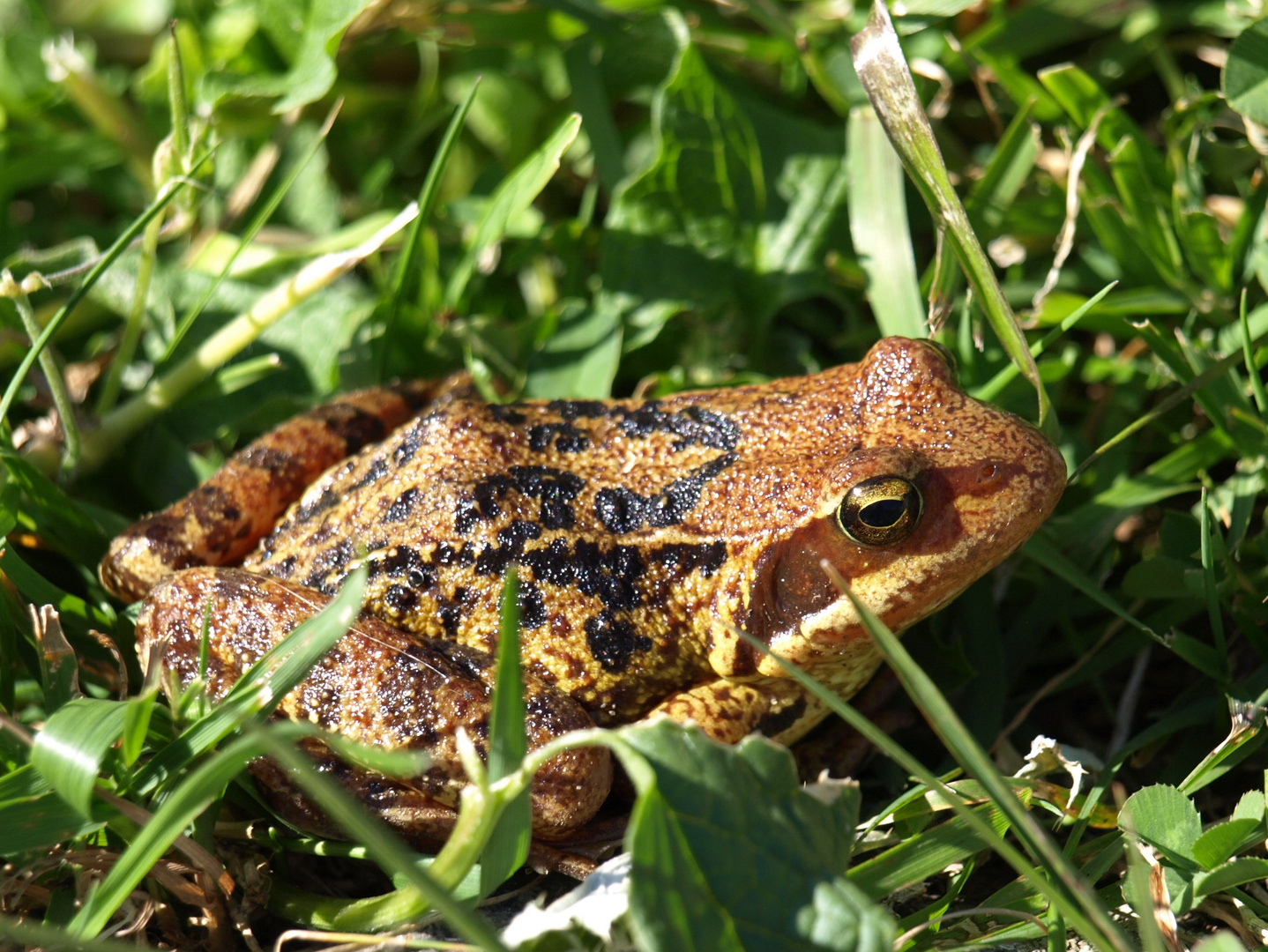 Grenouille rousse