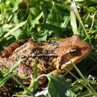 Grenouille rousse