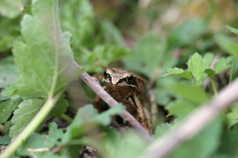 Grenouille rousse