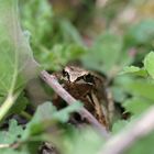 Grenouille rousse