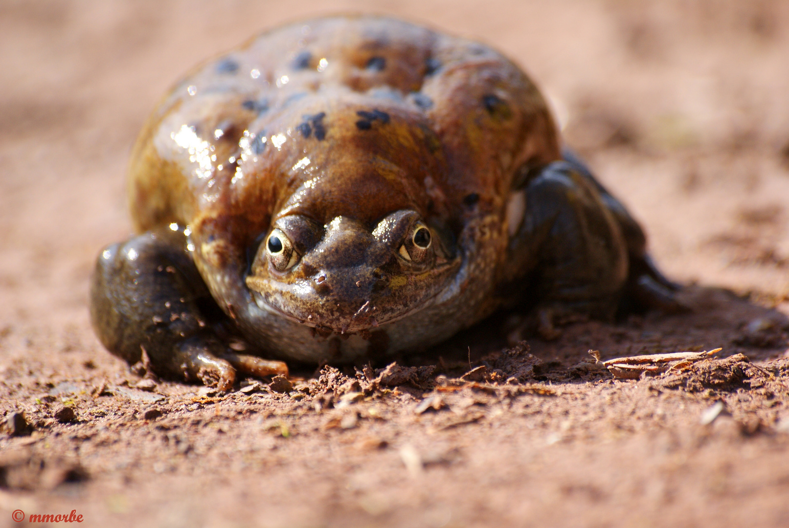 Grenouille suite et fin